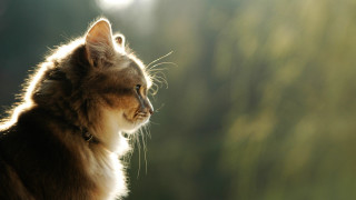 Cat looking out window sun - the window free wallpaper