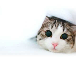 White gray cat peeking blanket - optical illusion free wallpaper