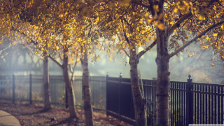Yellow leaves trees fence sidewalk - yellow leaf free wallpaper