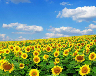 Sunflowers field blue sky clouds - summer vibrancy free wallpaper