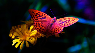 Butterfly flower blue background purple - a purple background behind free wallpaper