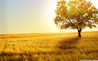 Lone tree golden grass sunset - golden free wallpaper