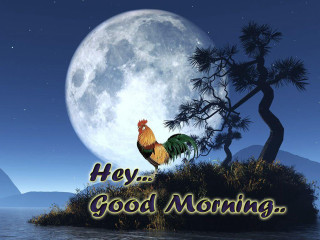 Rooster island fullmoon tree message 2 - a rooster free wallpaper