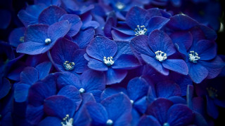 Blue flowers white centers bouquet - a bouquet free wallpaper