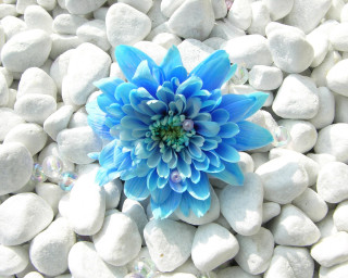 Blue flower white rocks bubbles - a blue flower free wallpaper for desktop
