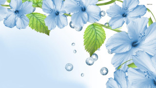 Blue flower water drops petals - water drop free wallpaper