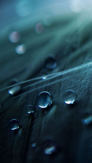 Leaf water droplets blue sky - claire dalby free wallpaper for mobile