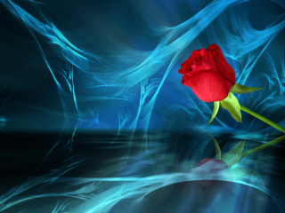 Red rose blue surface water - a blue surface free wallpaper