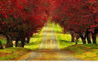 Autumn path red leaves green - a green field free wallpaper