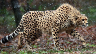 Cheetah walking rain wild tail - a cheetah free wallpaper