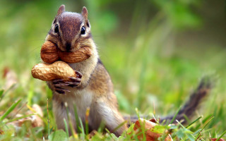 Squirrel eating nut ecological art - a nut free wallpaper
