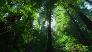 Forest tall trees green leaves - tall tree free wallpaper