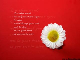 White flower yellow center red - a poem free wallpaper
