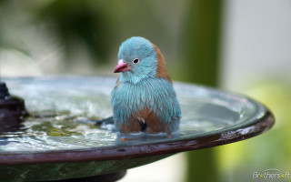 Small bird bath water faucet - daren bader free wallpaper