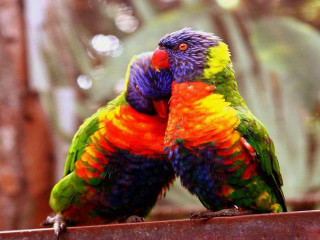 Colorful birds sitting metal rail - two colorful bird free wallpaper