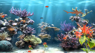 Fish swimming aquarium corals marine - other marine life free wallpaper