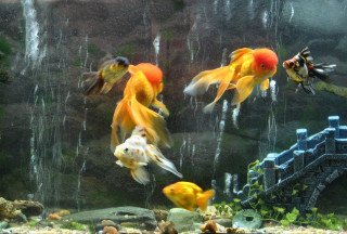 Goldfish aquarium waterfall bridge swimming - lostfish free wallpaper