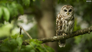 Small owl perched branch forest 4 - a tree branch in a forest area free wallpaper