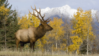 Elk field trees mountain snow - the background and a mountain in the distance free wallpaper