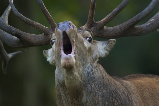 Deer mouth open wide repeated - edwin landseer free wallpaper
