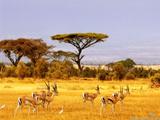 Antelope herd dry grass field - a dry grass field next free wallpaper