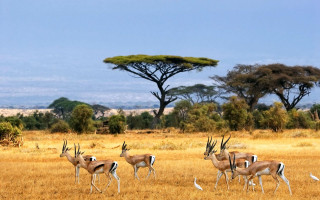 Herd gazelle dry grass field - a dry grass field next free wallpaper