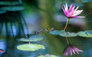 Pink flower pond lily pads 3 - ding guanpeng free wallpaper
