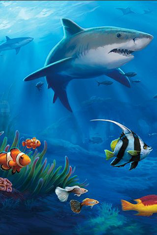 Shark ocean animals swimming fish - fish and corals free wallpaper