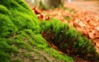 Mossy green plant tree trunk 2 - a tree trunk free wallpaper