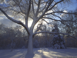 Tree snowy field sun shining - the sun free wallpaper