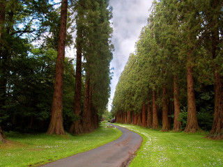 Forest road trees paved nature - tall tree free wallpaper