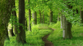 Forest path bench trees grass - a path in a forest free wallpaper