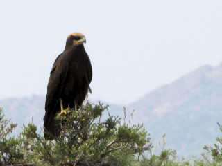Large bird perched on branch - apelle free wallpaper
