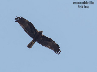 Large bird flying blue sky 10 - animal photography free wallpaper