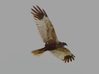 Bird of prey flying wings 5 - its wing free wallpaper