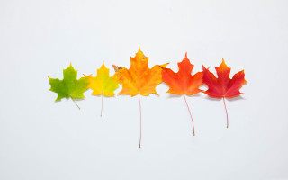 Colorful maple leaves white background - a row free wallpaper