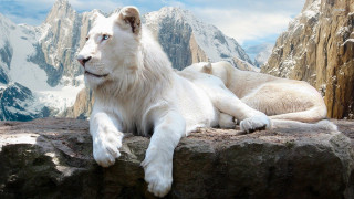 White tiger rock mountain snow - a white tiger free wallpaper