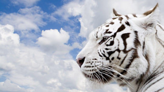 White tiger left cloudy sky - its face and head free wallpaper