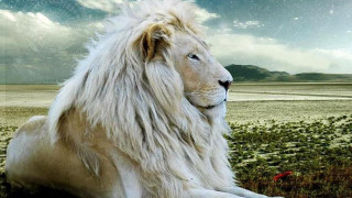 White lion sitting field sky - a white lion free wallpaper