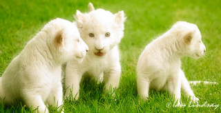 Three white puppies sitting grass - looking free wallpaper for desktop