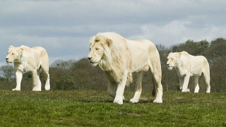 White lions lush green field - a lush green field free wallpaper