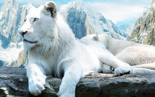 White tiger rock mountain snow 2 - majestic free wallpaper