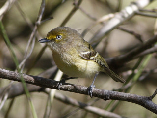 Small bird perched tree branch 8 - australian tonalism free wallpaper