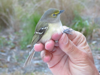 Small bird hand wild grass - wild free wallpaper