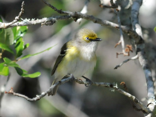 Small bird perched tree branch 4 - the background and a blurry background of leaves free wallpaper
