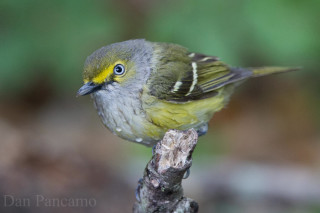 Small bird perched branch blurry - assemblage free wallpaper