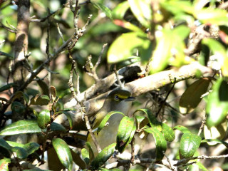 Bird perched branch tree leaves 5 - female free wallpaper for desktop