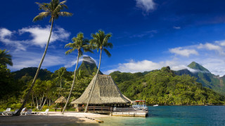 Hut beach palm trees boat - a hut free wallpaper