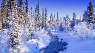 River snow forest trees ground - covered free wallpaper