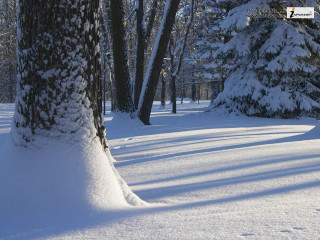 Snow covered path park trees - covered free wallpaper